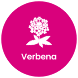 [EV] Footer 010 - verbena